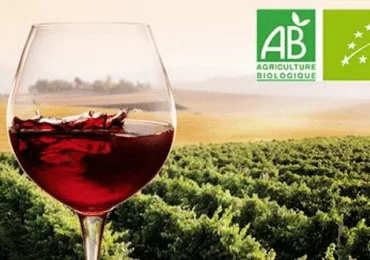 Le vin biologique : une agriculture durable et un produit de qualité