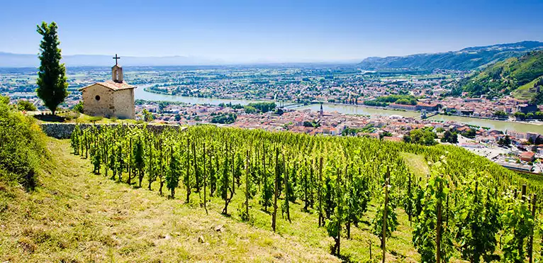 Le vin du Rhône : une culture et une histoire