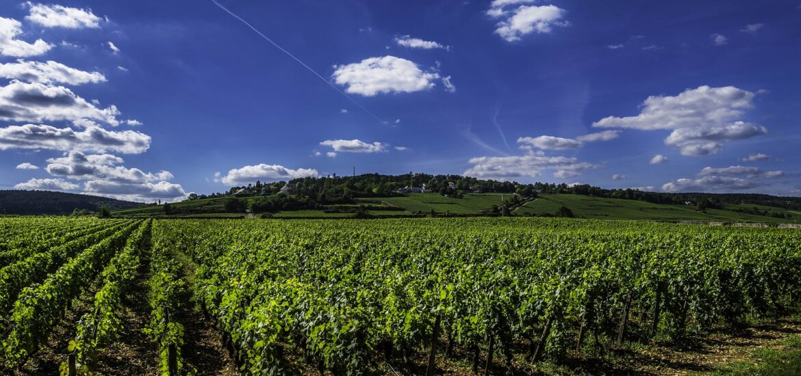 Les vins de Bourgogne : une découverte des terroirs français