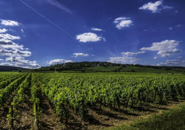 Les vins de Bourgogne : une découverte des terroirs français