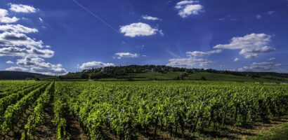 Les vins de Bourgogne : une découverte des terroirs français