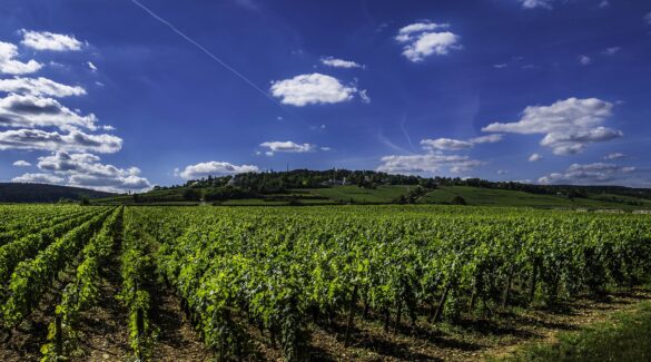 Les vins de Bourgogne : une découverte des terroirs français
