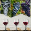 Comprendre le vin et ses cépages