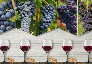 Comprendre le vin et ses cépages