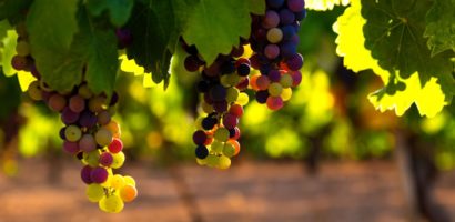 Les vins du Rhône : Qui sont ces vignerons passionnés et talentueux ?