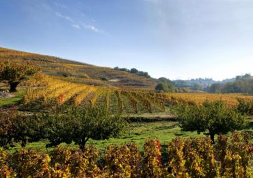 Le Crozes-Hermitage : un vin AOC de caractère