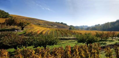 Le Crozes-Hermitage : un vin AOC de caractère