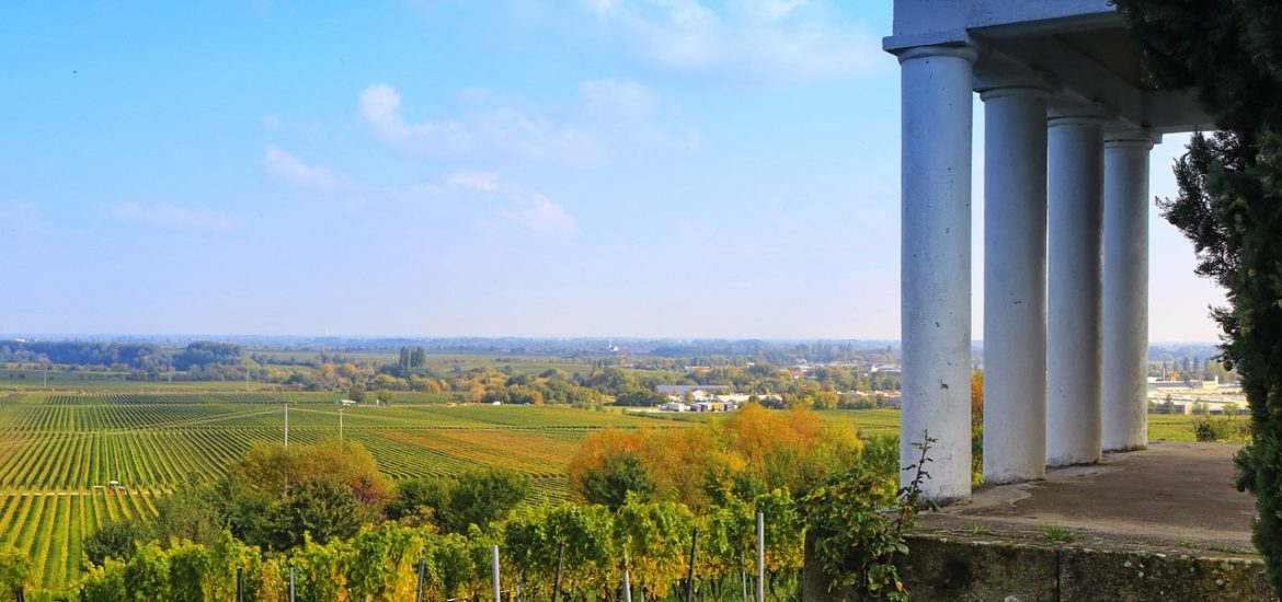 Comment évaluer le potentiel d’investissement et de rentabilité d’un vignoble en Languedoc-Roussillon ?