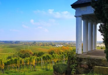 Comment évaluer le potentiel d’investissement et de rentabilité d’un vignoble en Languedoc-Roussillon ?