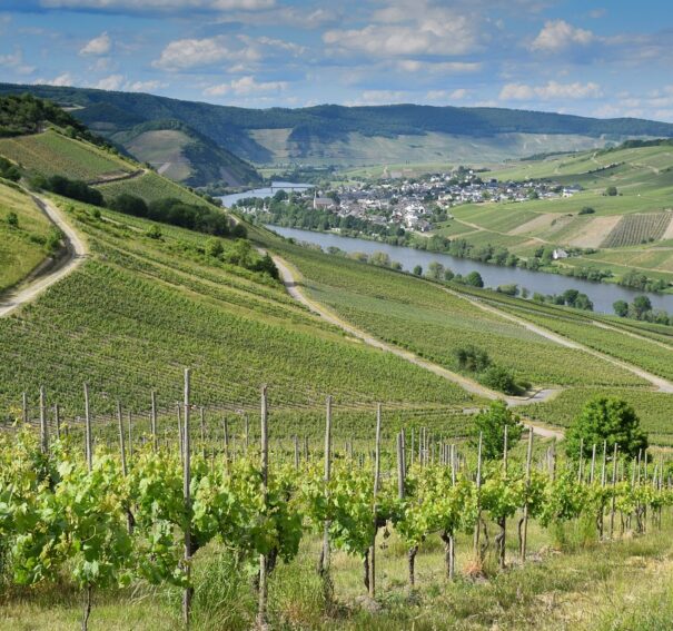 Pourquoi le Côte Rôtie est un Vin de Prestige : Une Exploration de son Prix et de sa Qualité