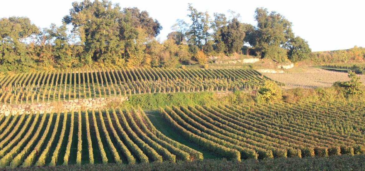 Classement Saint-Émilion : comment s&rsquo;y retrouver entre Grand Cru et Premier Grand Cru Classé ?