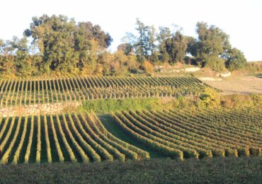 Classement Saint-Émilion : comment s&rsquo;y retrouver entre Grand Cru et Premier Grand Cru Classé ?