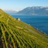 Apremont : tout savoir sur ce vin blanc emblématique de Savoie