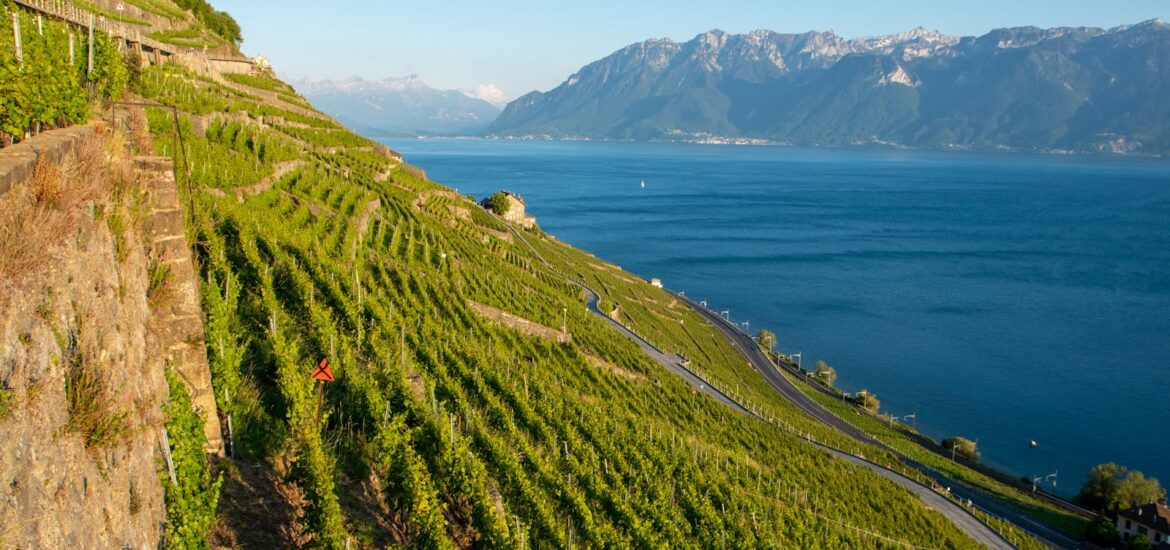 Apremont : tout savoir sur ce vin blanc emblématique de Savoie