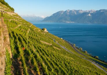 Apremont : tout savoir sur ce vin blanc emblématique de Savoie