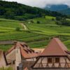 Gewurztraminer : tout savoir sur le cépage roi d&rsquo;Alsace et ses accords