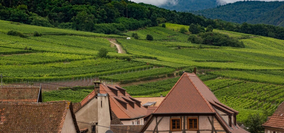 Gewurztraminer : tout savoir sur le cépage roi d’Alsace et ses accords