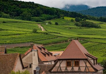 Gewurztraminer : tout savoir sur le cépage roi d&rsquo;Alsace et ses accords