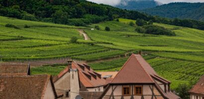 Gewurztraminer : tout savoir sur le cépage roi d&rsquo;Alsace et ses accords