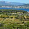 Bandol : tout savoir sur le grand vin de Provence et son cépage roi