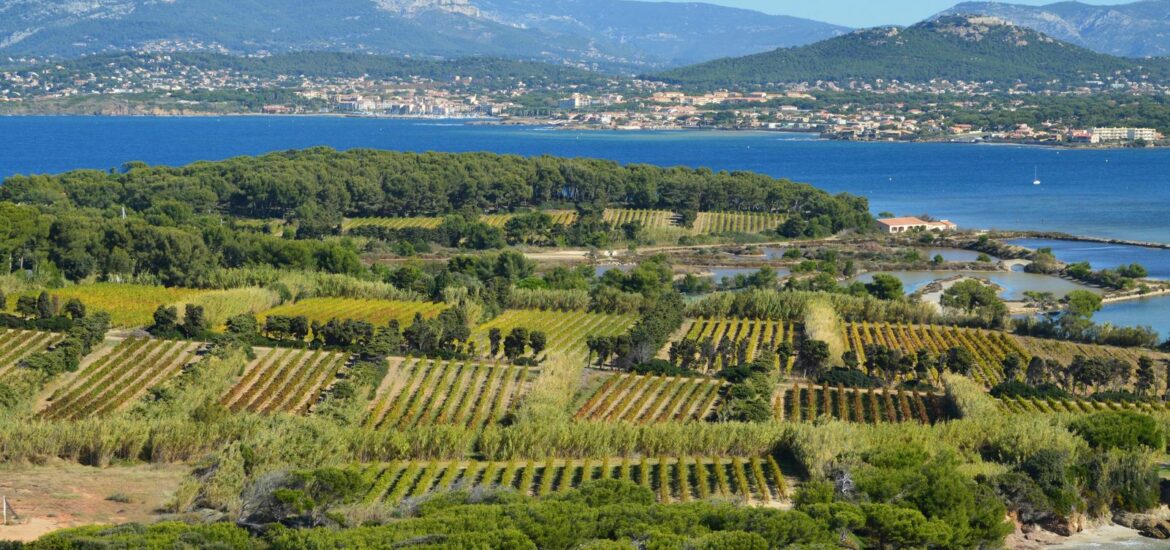 Bandol : tout savoir sur le grand vin de Provence et son cépage roi