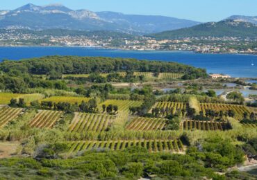 Bandol : tout savoir sur le grand vin de Provence et son cépage roi