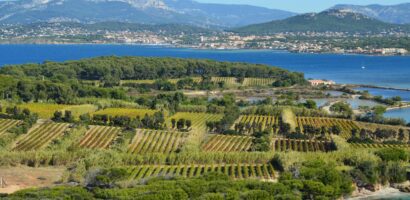Bandol : tout savoir sur le grand vin de Provence et son cépage roi
