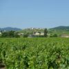 Tavel rosé : le grand cru gastronomique du Rhône à découvrir