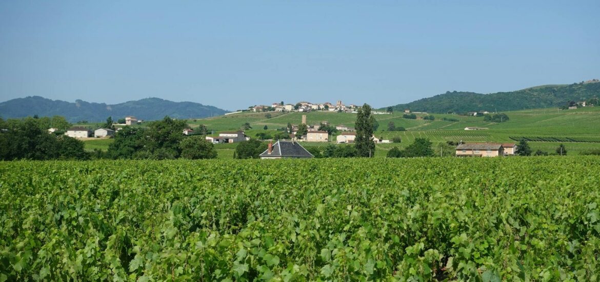 Tavel rosé : le grand cru gastronomique du Rhône à découvrir