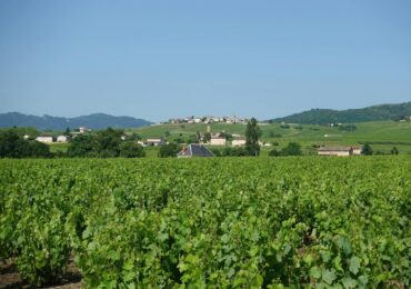 Tavel rosé : le grand cru gastronomique du Rhône à découvrir