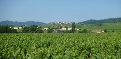 Tavel rosé : le grand cru gastronomique du Rhône à découvrir