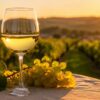 Chardonnay sec ou moelleux : notre guide pour comprendre les styles de ce cépage roi