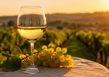 Chardonnay sec ou moelleux : notre guide pour comprendre les styles de ce cépage roi