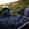 Vendanges : comment ca se passe et quand ont lieu ces semaines cruciales