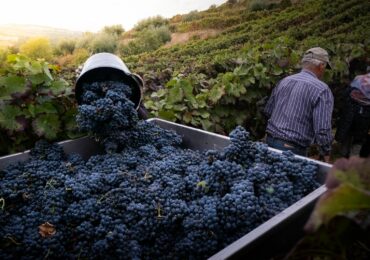 Vendanges : comment ca se passe et quand ont lieu ces semaines cruciales