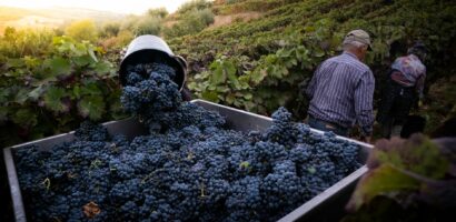 Vendanges : comment ca se passe et quand ont lieu ces semaines cruciales