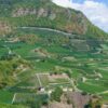 Condrieu : notre guide du grand vin blanc du Rhone