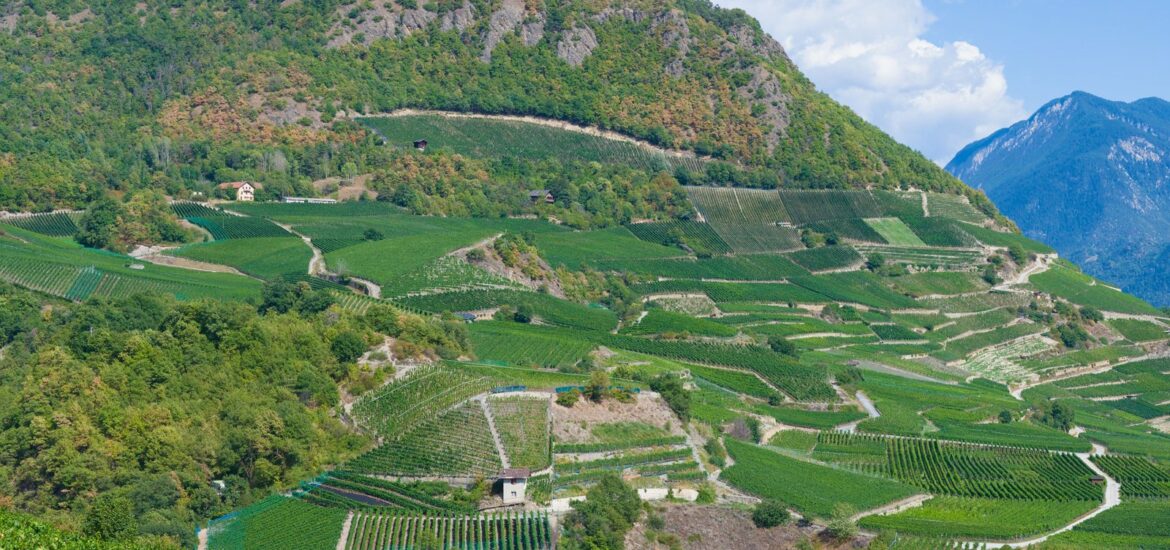 Condrieu : notre guide du grand vin blanc du Rhone