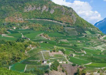 Condrieu : notre guide du grand vin blanc du Rhone