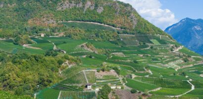 Condrieu : notre guide du grand vin blanc du Rhone