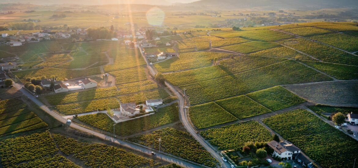 Gamay : notre guide du cépage roi du Beaujolais et de la Loire