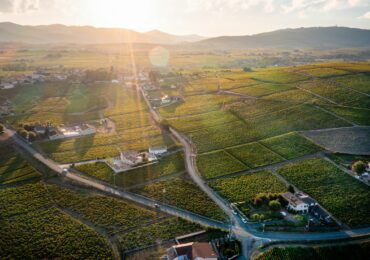 Gamay : notre guide du cépage roi du Beaujolais et de la Loire