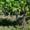 Le merlot : notre guide du cépage roi de Bordeaux