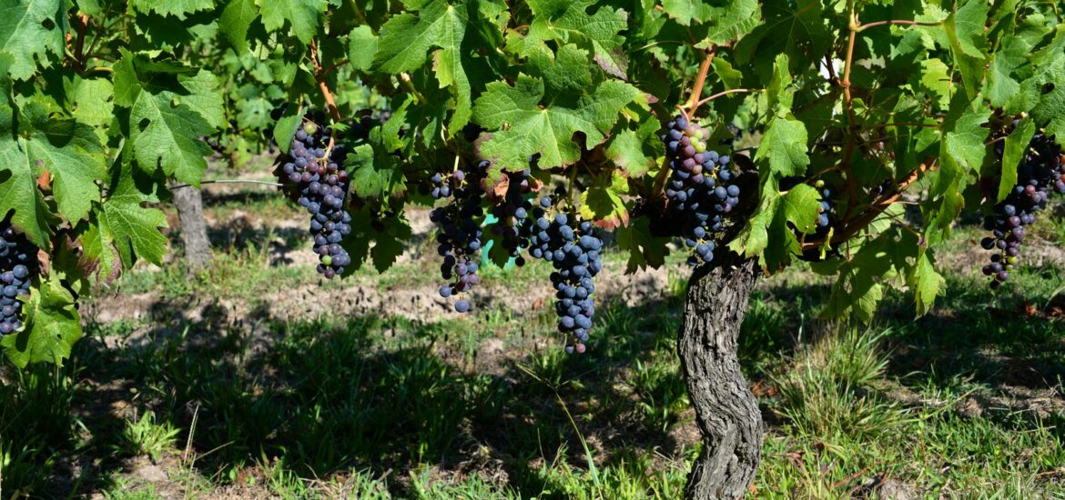 Le merlot : notre guide du cépage roi de Bordeaux