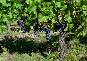 Le merlot : notre guide du cépage roi de Bordeaux