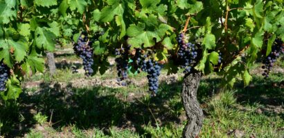 Le merlot : notre guide du cépage roi de Bordeaux