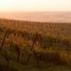 Riesling d&rsquo;Alsace : guide du cépage, des terroirs et des accords mets-vins