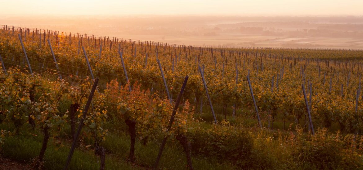 Riesling d’Alsace : guide du cépage, des terroirs et des accords mets-vins