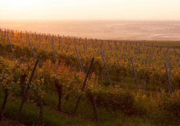 Riesling d&rsquo;Alsace : guide du cépage, des terroirs et des accords mets-vins