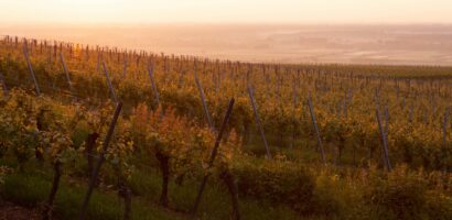 Riesling d&rsquo;Alsace : guide du cépage, des terroirs et des accords mets-vins